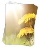 Motivpapier Briefpapier (Löwenzahn-5174, DIN A4, 25 Blatt) wunderschöne gelbe Butterblumen