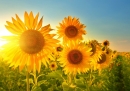 Poster (S841) Sonnenblume