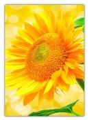 XL Poster (F241) Sonnenblume